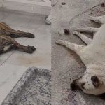 Bir haftada çok sayıda köpek ölü bulundu: STK'lar müdahale etti!  – Türkiye'den son dakika haberleri