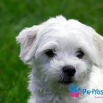 Maltese Terrier Fiyat – Bir Maltese Terrier Sahiplenmenin Maliyeti Nedir?