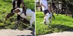 Pitbull dehşeti kameralar önünde!  Parkta kediyi dövüp sahibine saldırdı