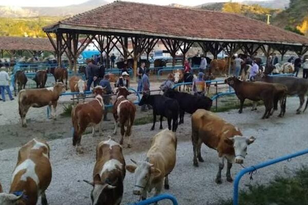 Bir Bölgede Hastalık Alarmı: Mağdur Pazarı kapatıldı, 25 mahalle ve 15 köy karantinaydı!