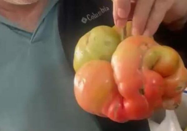 Yerli tohumun gücü şaşırtıyor! Tam 1 kilo 400 gram