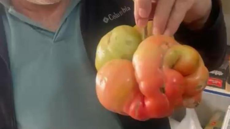 Yerli tohumun gücü şaşırtıyor! Tam 1 kilo 400 gram
