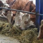 Şile’de Şap Hastalığı Uyarısı: 3 Köy Karantinada, 18 Mahalle İzleniyor