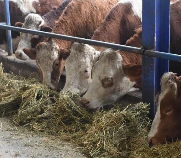 Şile’de Şap Hastalığı Uyarısı: 3 Köy Karantinada, 18 Mahalle İzleniyor