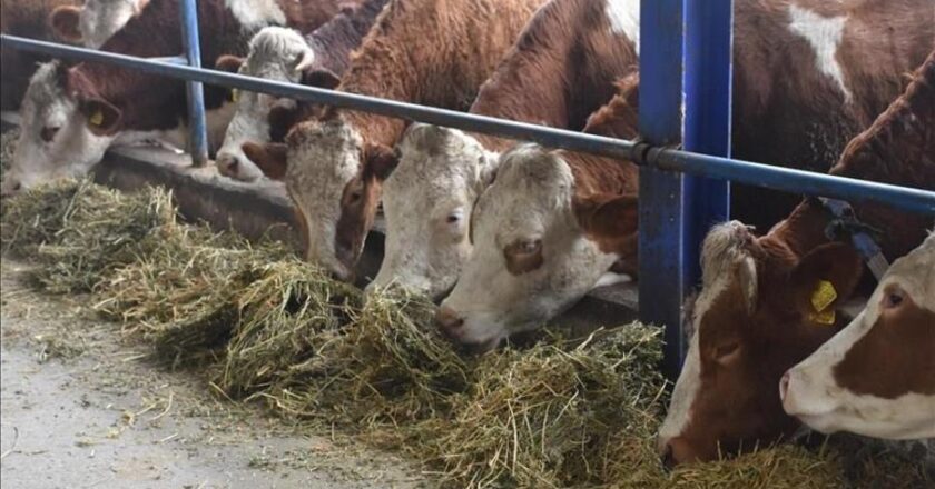Şile’de Şap Hastalığı Uyarısı: 3 Köy Karantinada, 18 Mahalle İzleniyor